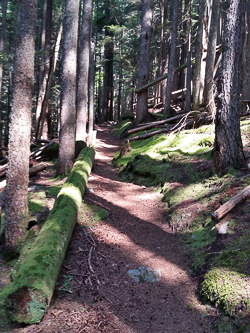 On the connector trail between the Mason Lake trailhead and Dirty Harry's Balcony.