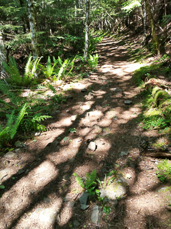 Descending the Dirty Harry road/trail.