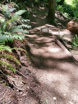 Descending the Mailbox Peak Trail.