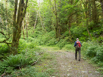 Walking up the Quartz Creek Road