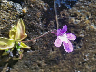 Butterwort