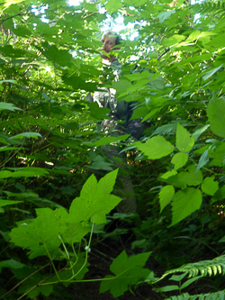 We unknowingly crossed Rock Creek at a decommissioned section of the Tarbell Trail.  After a short bushwack on fading trail, we found the new, well-maintained trail.