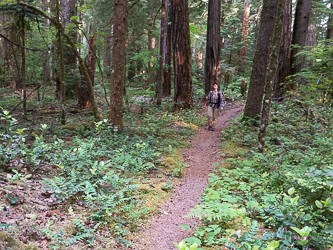 In the Wind River Experimental Forest.