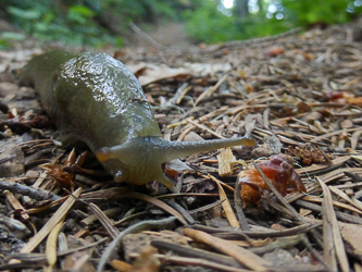 A fellow Chinook Trail thru-hiker?