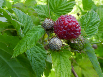 Raspberries.  Yum!