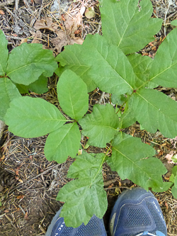 Our first poison oak sighting, on the Buck Creek Trail.