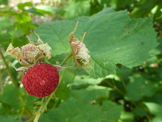 Thimbleberry.  Yum!