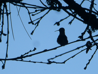 Hummingbird