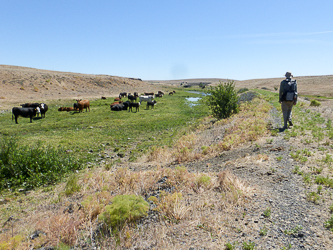 Ranching along Swale Creek.