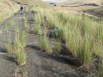 On the PRIVATE part of the Maryhill Loops Road.  There are a lot of "no trespassing" signs here.  We got lucky and got permission from the owners to use the road.