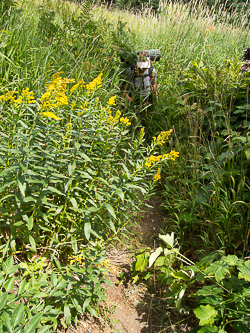 The sometimes brushy Indian Creek Trail.