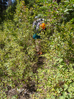 The intersection with the Beauty Creek Trail was obscured by brush.  We walked right past it even though we were looking for it.