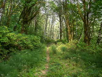 The CCC Trail