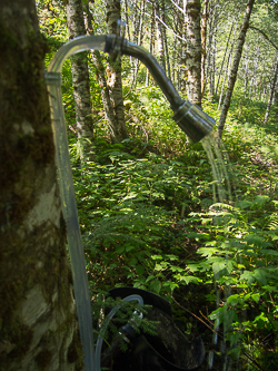 A shower on the Middle Fork Trail. This was installed by a miner with an unpatented crystal mine nearby.