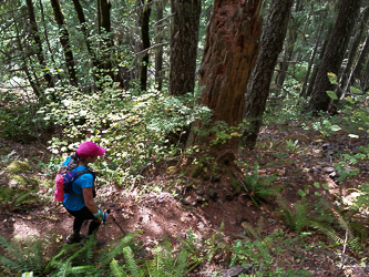 Descending the Ruckle Creek Trail