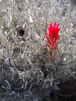 Late season Indian Paintbrush