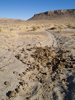 The guide book did say that the trail from the spring to the gap was made by wild horses.