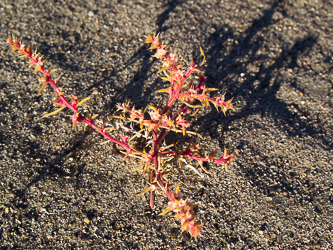 Russian Thistle