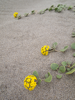 Yellow Sand-Verbena