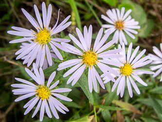 Purple Aster