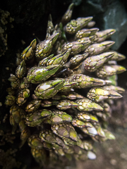 Gooseneck Barnacles