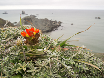 Indian Paintbrush