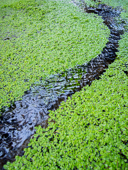 Duckweed