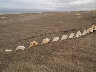 Vertebrae of a beached whale.