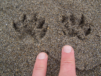 This critter dug into each pile of seaweed on the beach.