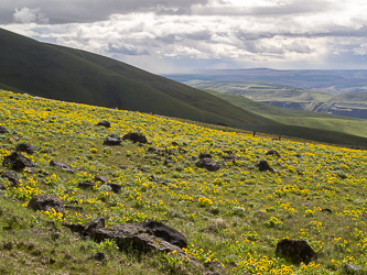 Balsamroot!