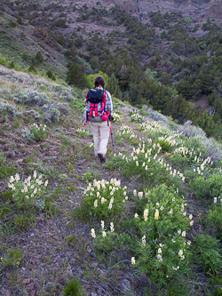 Heading back down to Pike Creek.