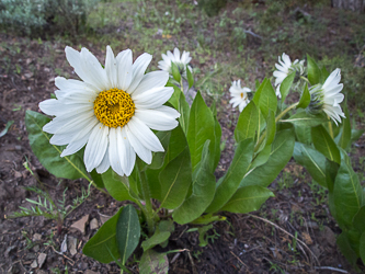 White Mules Ear