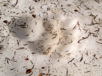 Bear tracks!