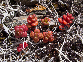 Stonecrop