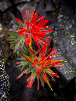 Fireweed