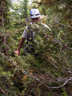 We were tired of boulder fields, so we dared the brushy north side of Chetwoot Lake.  We quickly got tired of the brush.