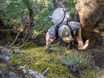 Steep duff, moss, and roots above the fixed line.