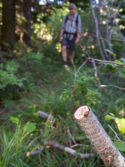 The mad trail numen's pruning continued until shortly before Coincidence Point.