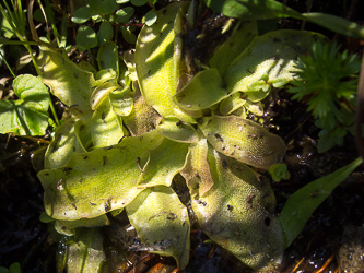An insectivorous plant, Butterwort, above Source Lake.