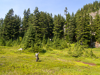 Meadow at 4,800', west of Snoqualmie Mtn.