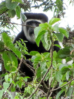 Colobus Monkey