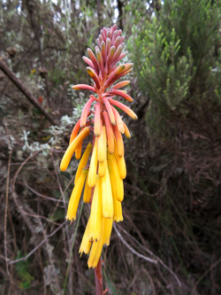 Red Hot Poker