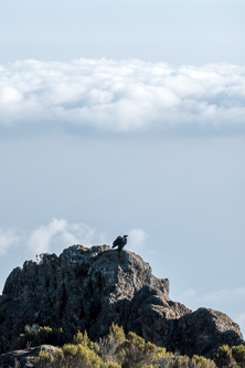 A raven drying its wings