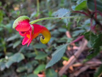 Impatiens kilimanjari