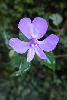 Impatiens pseudoviola