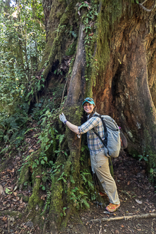 East African Yellowwood