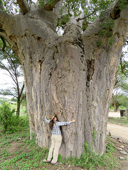 Baobab tree at the entrance to Tarangire National Park