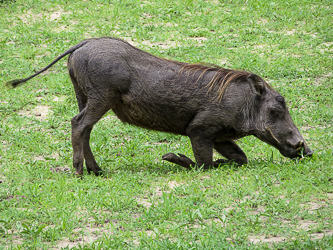 Warthog