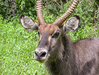 Waterbuck