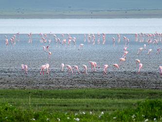 Flamingoes